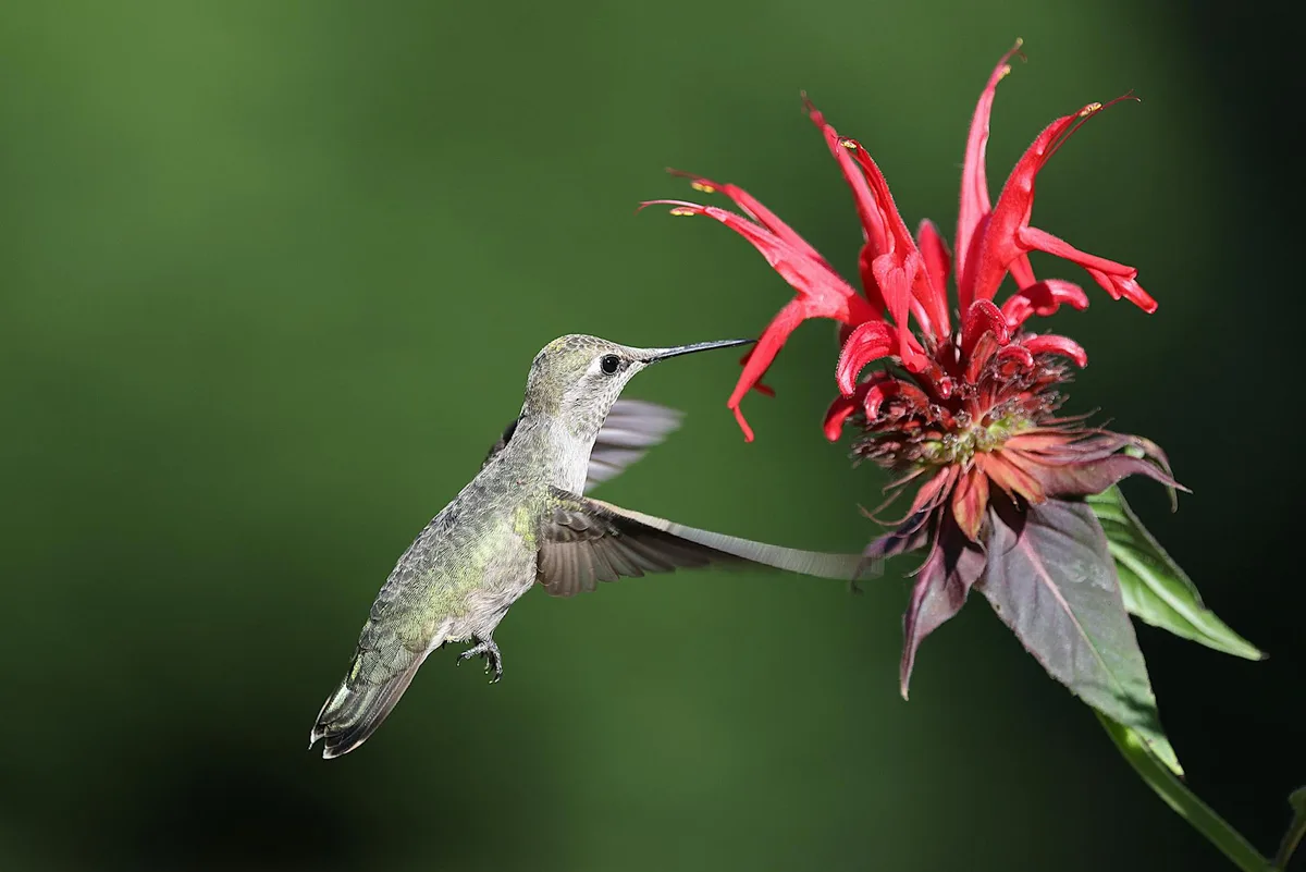 Gros plan d'un colibri d'Anna planant près d'une fleur rouge vif dans un jardin.