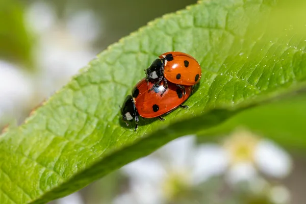 Close-up of mating ladybugs on a green leaf, showcasing vibrant colors.