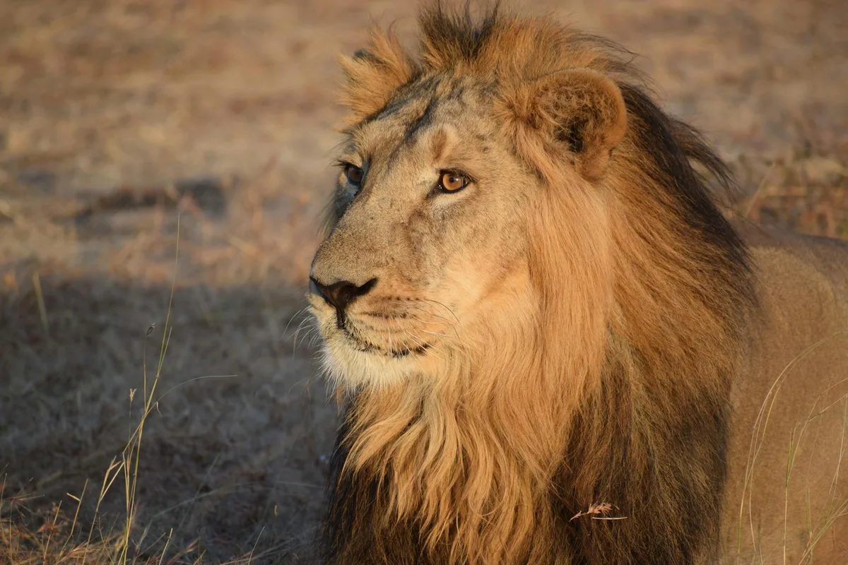 Portrait rapproché d'un lion mâle majestueux dans son habitat naturel