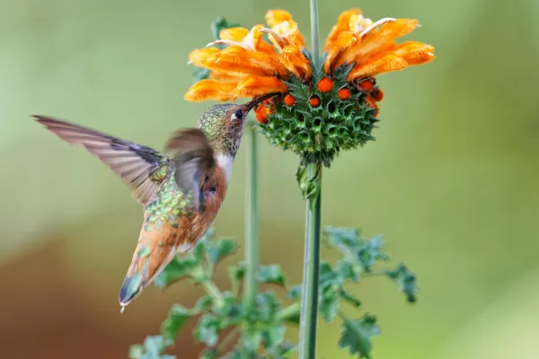 Colibrì di Allen su fiore di Leonotis a Camarillo