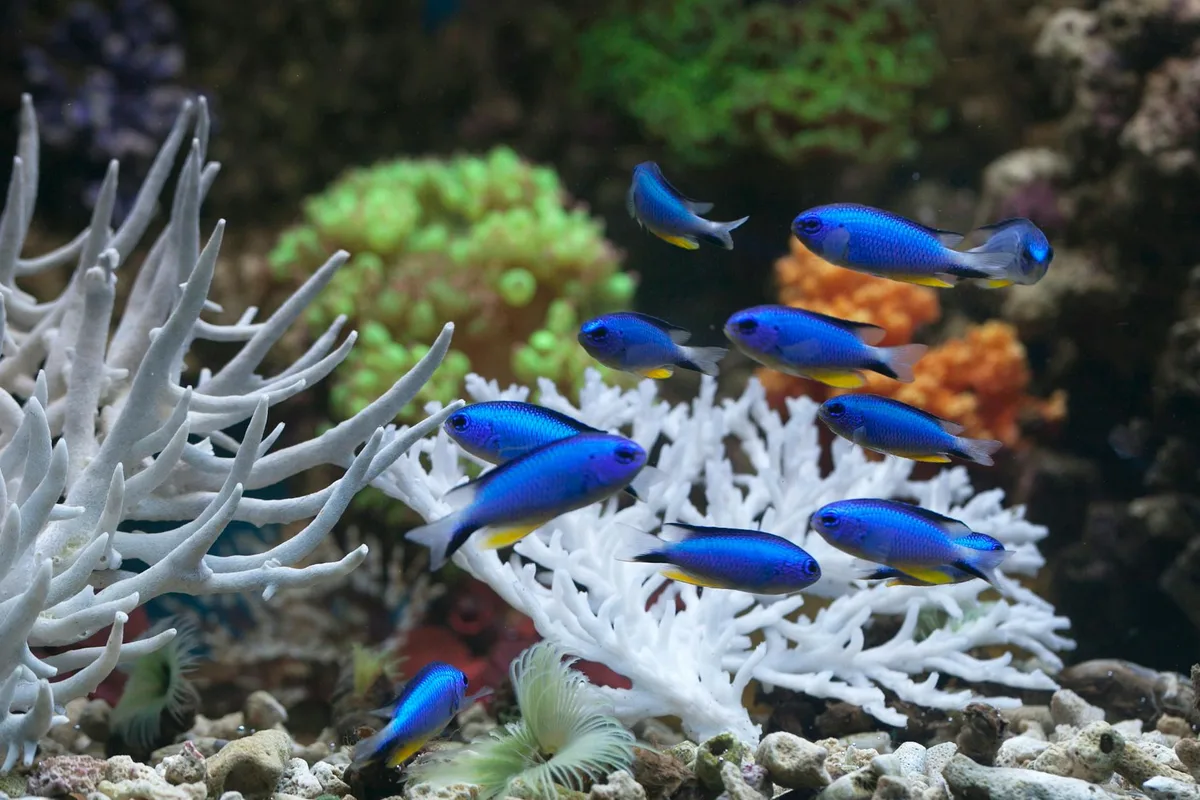 Bunter blauer Damselfisch zwischen Korallenriffen in einem Unterwasserökosystem.