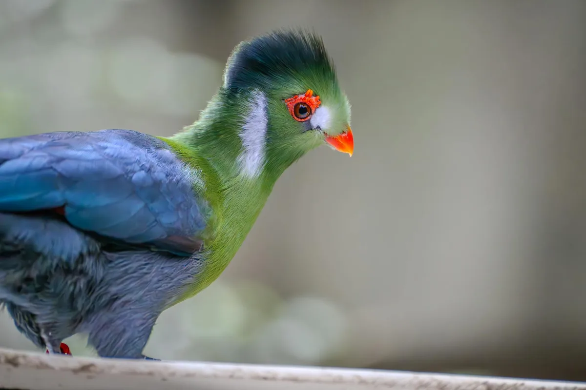 선명한 녹색과 파란색 깃털을 자랑하는 아름다운 투라코 새의 상세 클로즈업