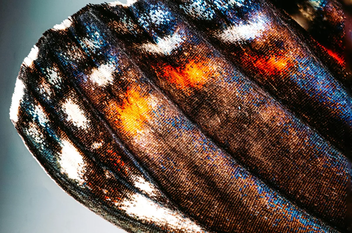 Close-up de asa de borboleta com cores e padrões intrincados