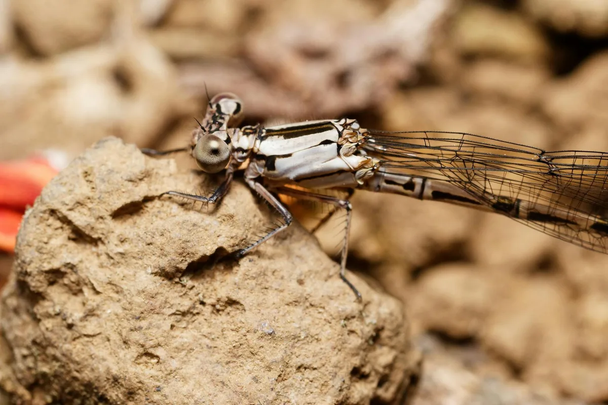 Primissimo piano dettagliato di una libellula appoggiata su una roccia, che mostra l'arte degli insetti.