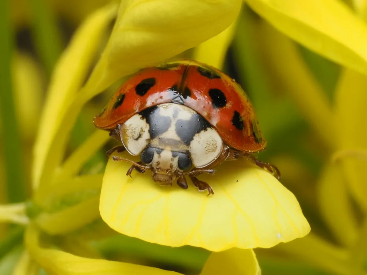 Gros plan d'une coccinelle posée sur un pétale de fleur jaune vif.