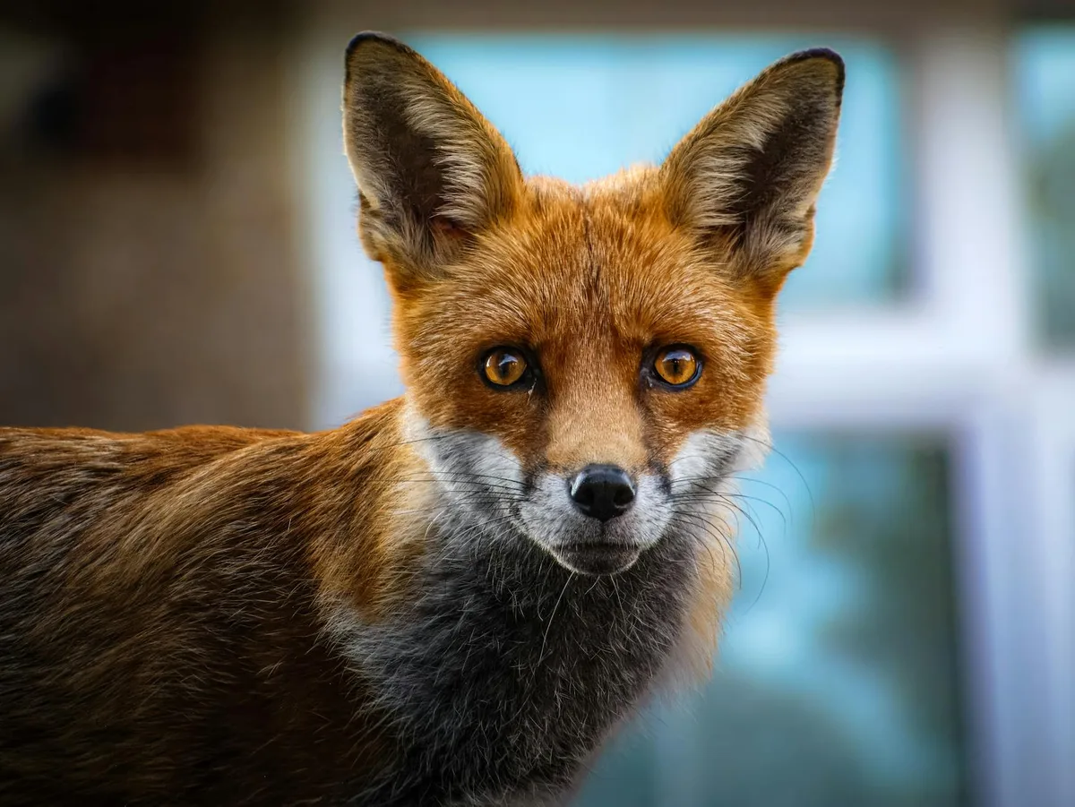 Ritratto ravvicinato di una volpe rossa con occhi penetranti su sfondo esterno sfocato.