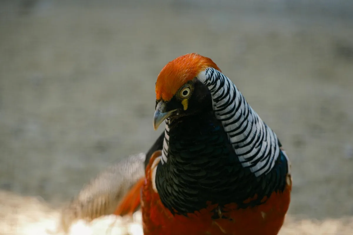 白腹锦鸡在户外环境中的特写图像，展示其色彩鲜艳的羽毛细节。