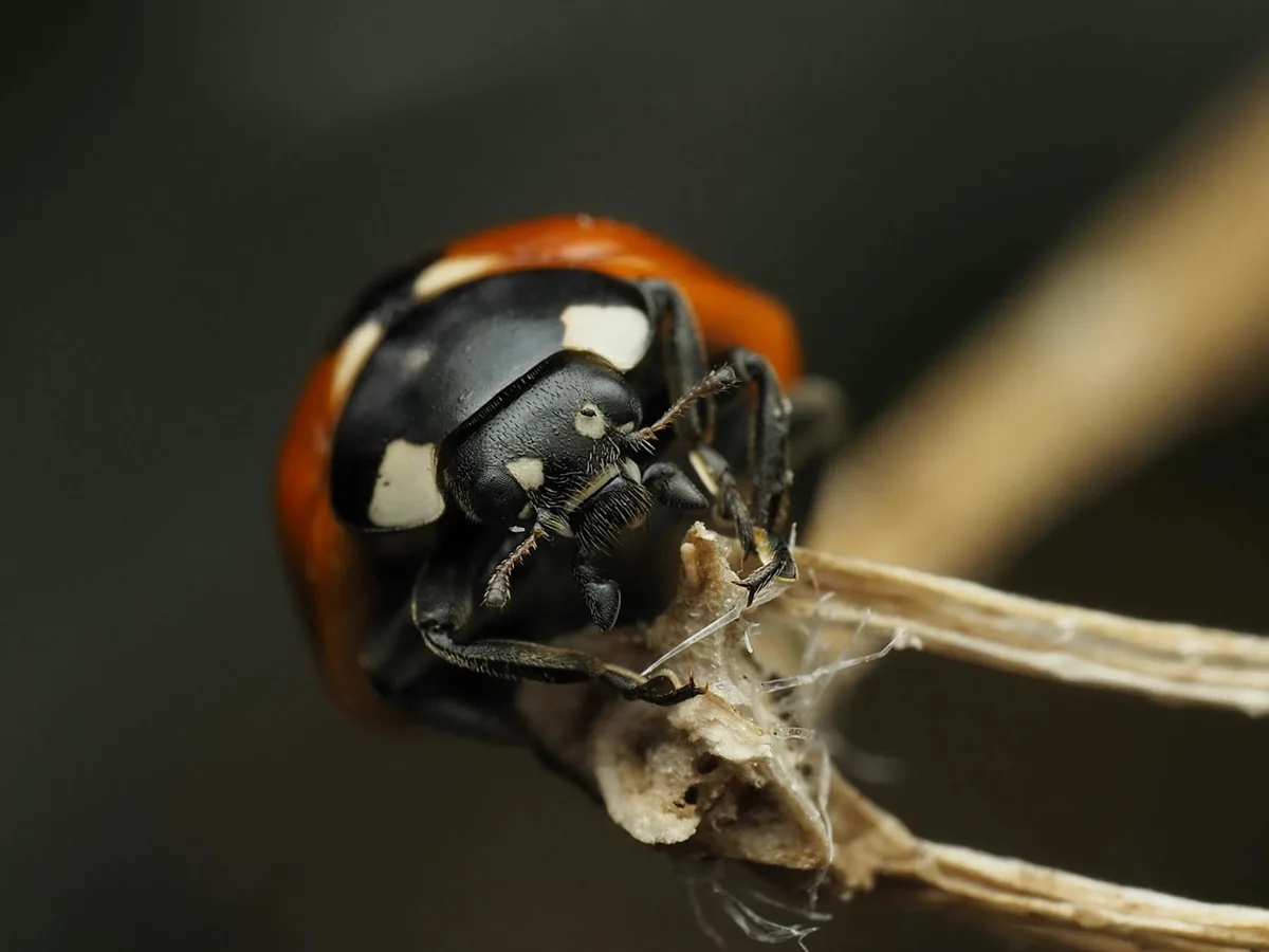 Primo piano di una coccinella su un rametto dai colori vivaci