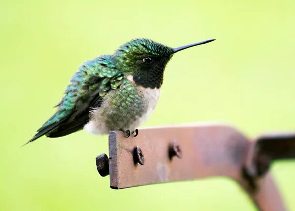 Macro di colibrì verde appollaiato dal piumaggio vivace