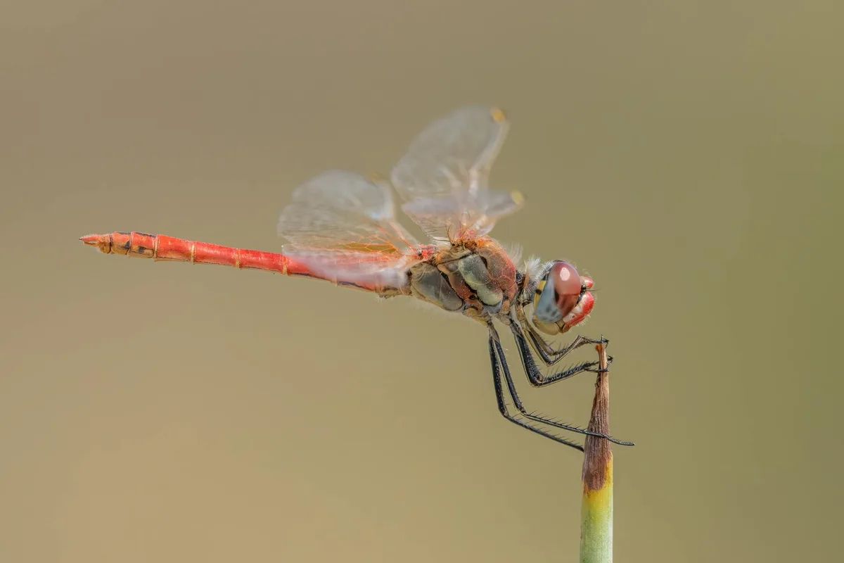Macro di libellula rossa su rametto a Picassent, Spagna