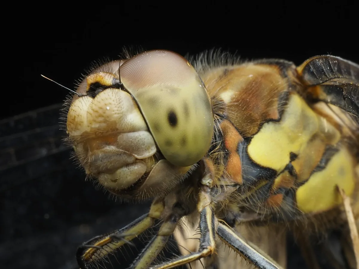 Photographie macro détaillée d'une tête de libellule montrant des textures et motifs complexes.