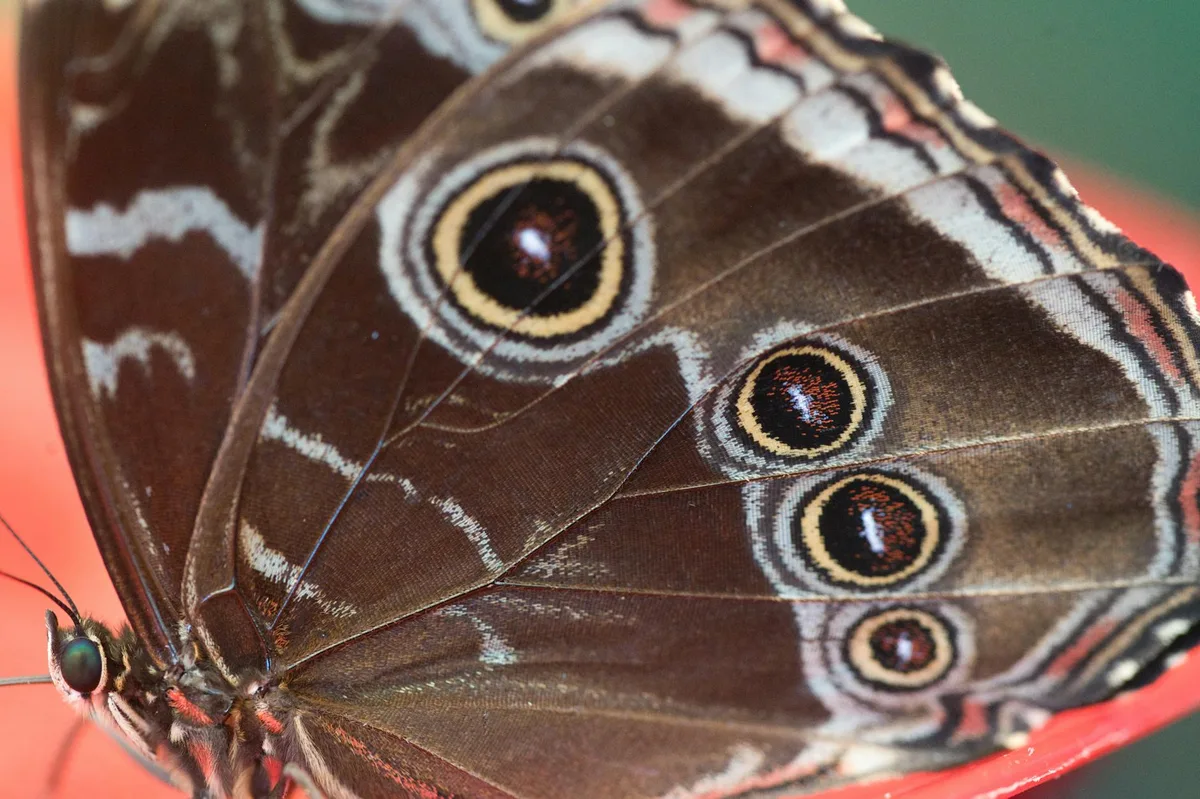 Macro di ala di farfalla con pattern a occhi e texture