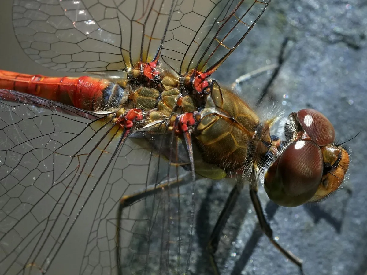 Makroaufnahme einer Libelle mit komplizierten Flügelmustern und leuchtenden Farben