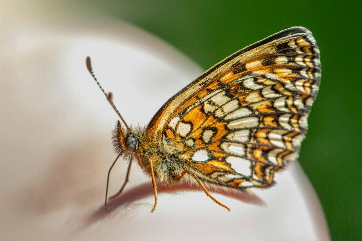 Makroaufnahme eines falschen Heidelbärfalters beim Ruhen mit leuchtenden Flügelmustern