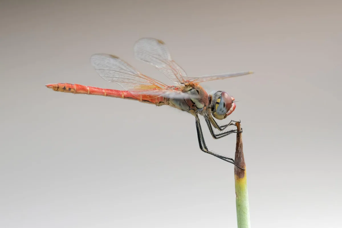 Primo piano macro di libellula rossa su rametto, ali intricate.