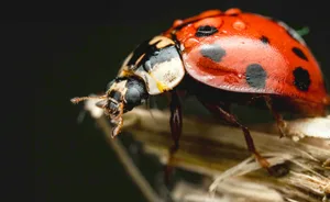 Detailed macro shot of a vibrant red ladybug perched on a twig.