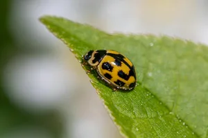 Detailed macro shot of a yellow and black ladybug on a green leaf.