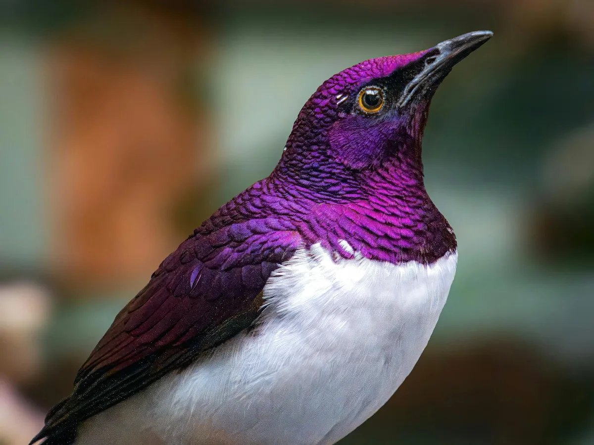 Retrato detallado de estornino violeta, colores llamativos