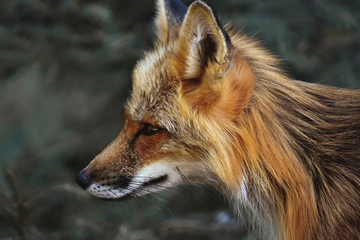 Rotfuchs-Seitenansicht: leuchtendes Fell, scharfe Augen