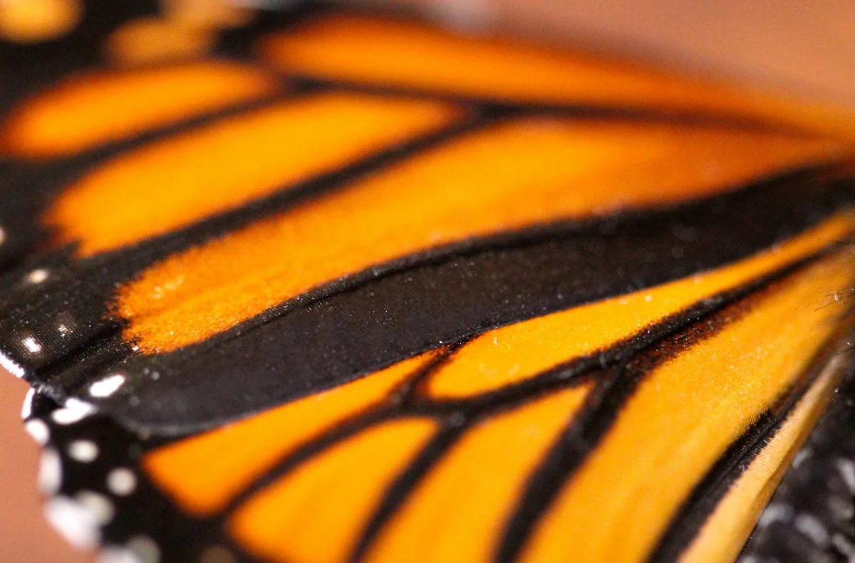 모나크나비 날개의 생생한 색상과 패턴 디테일 뷰