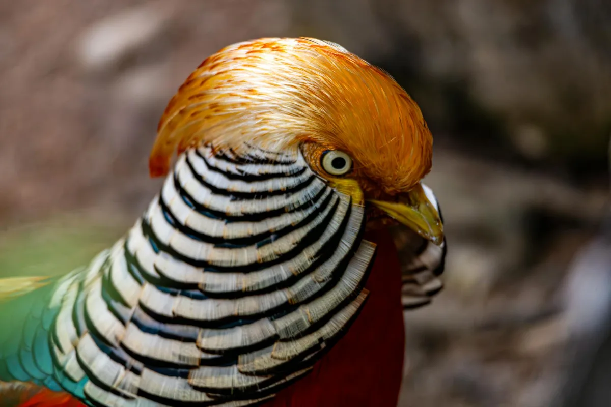 羽色绚烂的金雉细节特写，展现棕金与黑色交织的羽毛纹理