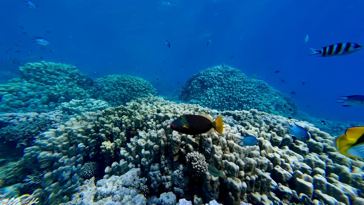 Récif corallien vibrant grouillant de poissons tropicaux colorés dans des eaux cristallines
