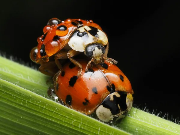 Macro photography of two ladybugs mating on a green leaf, showcasing detailed textures and vibrant colors.