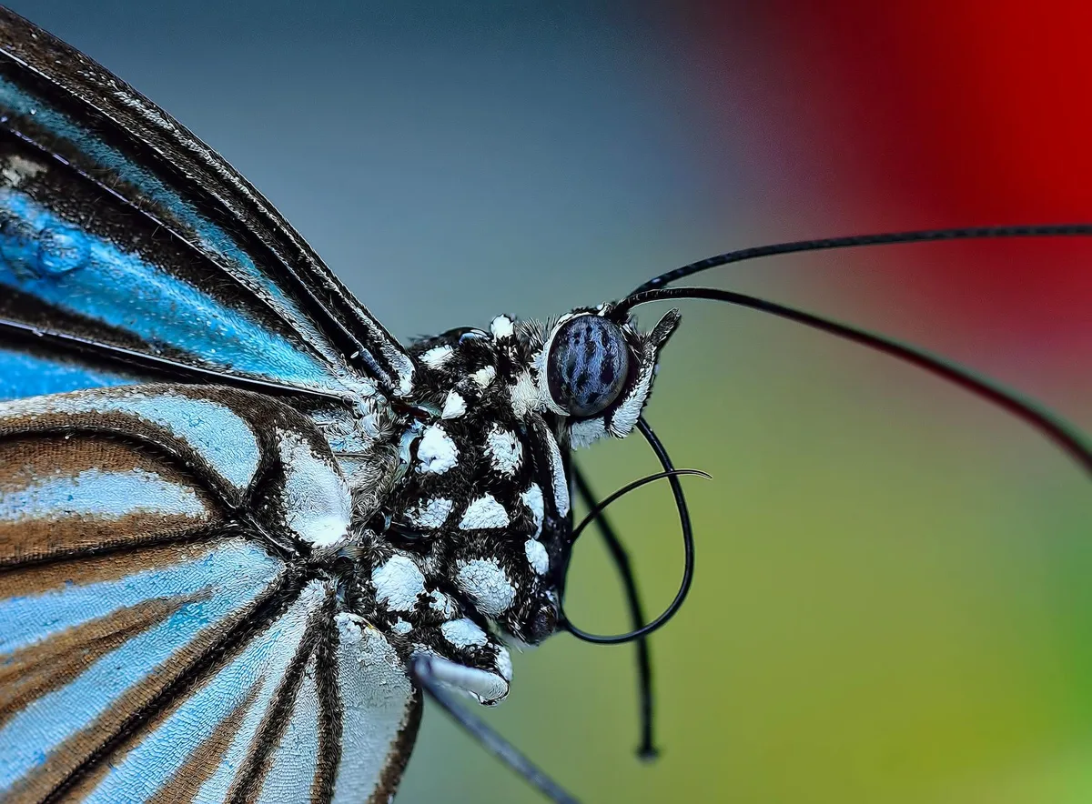 Macro di farfalla con motivi alari vivaci e dettagli in natura