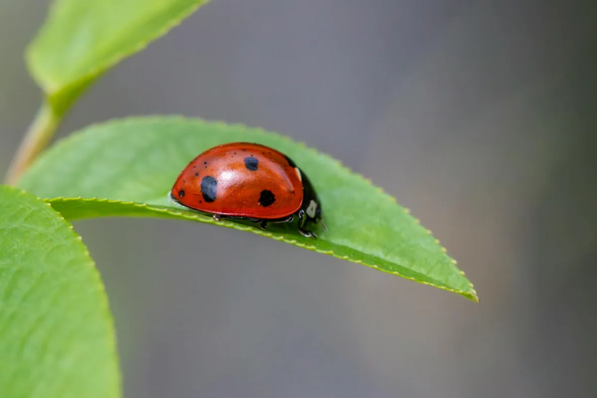 Macro de una mariquita Coccinella septempunctata reposando en un jardín.
