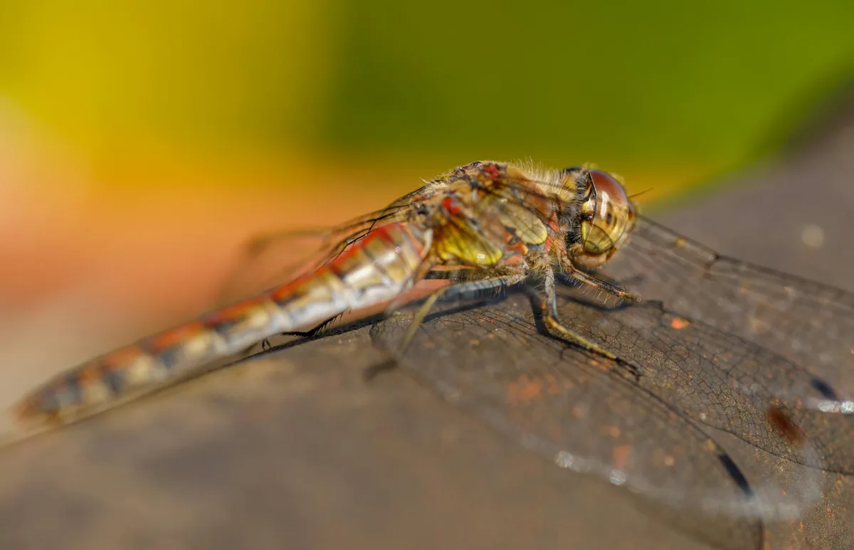 Macro di libellula a riposo con ali dettagliate, scattata a Charleroi, Belgio.
