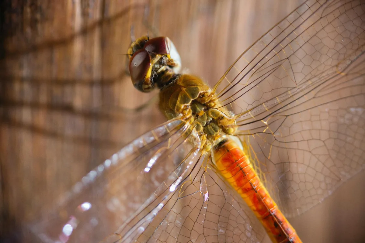 Macro di libellula con ali trasparenti e motivi intricati appollaiata su legno.