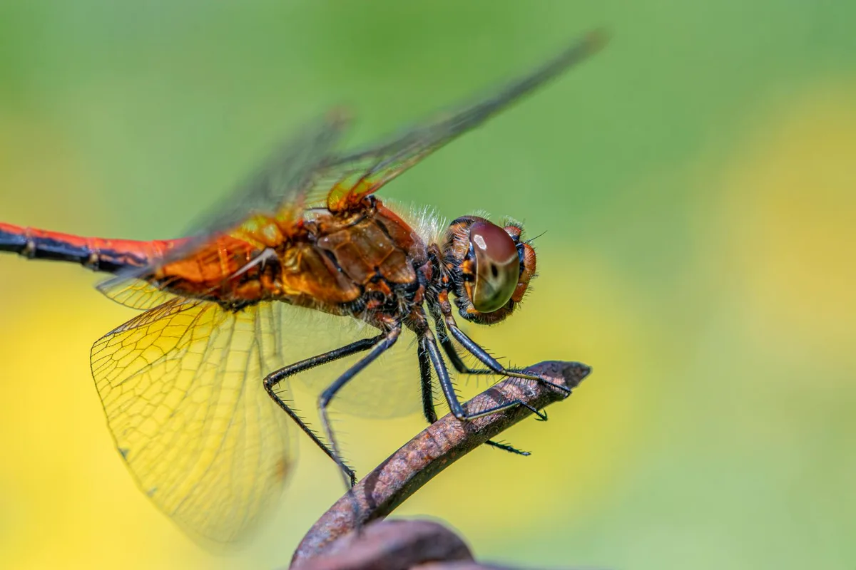 Makroaufnahme einer Ruddy Darter Libelle (Sympetrum sanguineum) im Sommer im Freien.