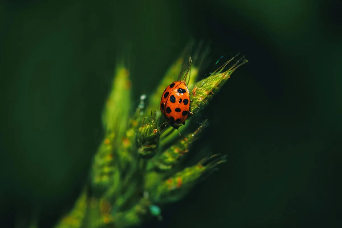 Makroaufnahme eines bunten Marienkäfers auf grünem Gras, das die zarte Schönheit der Natur zeigt.