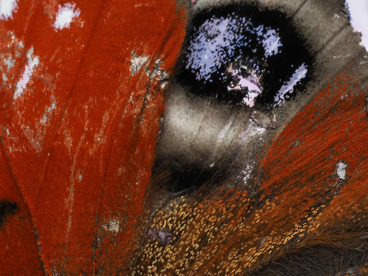 Macro di dettagli intricati dell'ala di una farfalla pavone.