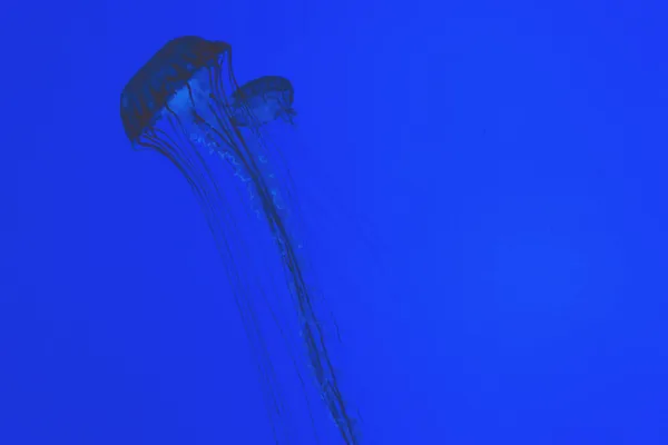 Faszinierendes Bild von Quallen-Silhouetten vor lebhaftem blauem Hintergrund