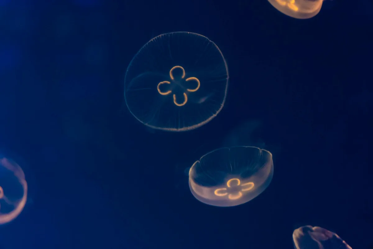 Meduse luna che brillano sott'acqua.