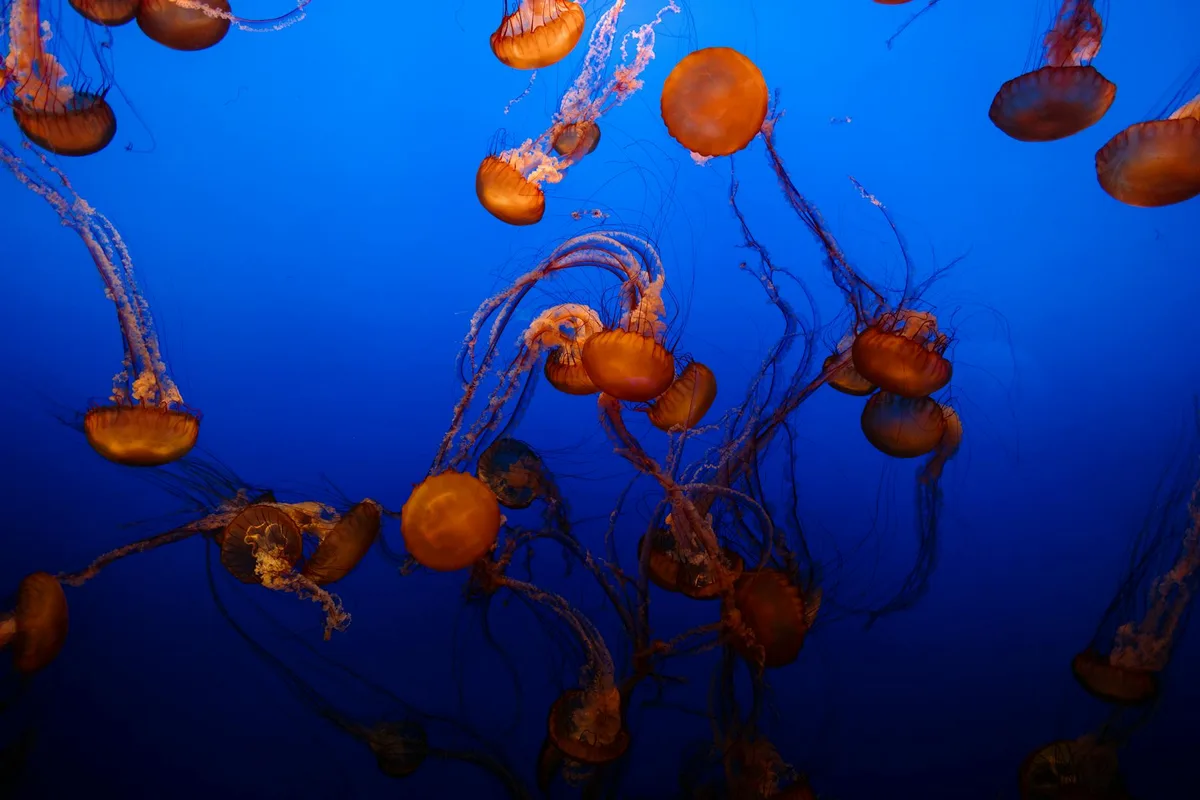 Meduse dai colori vivaci nell'oceano blu profondo.