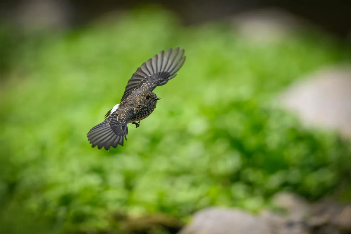 Piccolo uccello in volo tra fogliame verde brillante, mostra apertura alare e bellezza naturale.