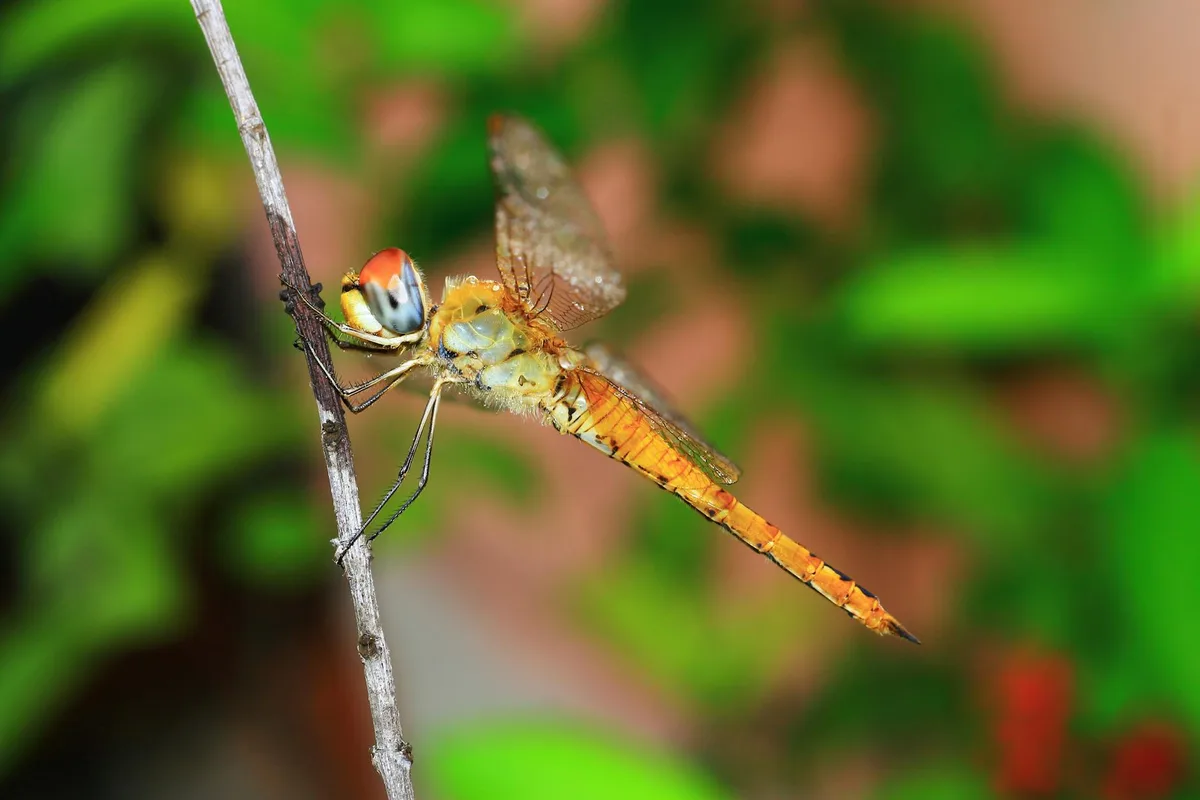 Primo piano di libellula colorata su rametto, sfondo naturale sfocato.