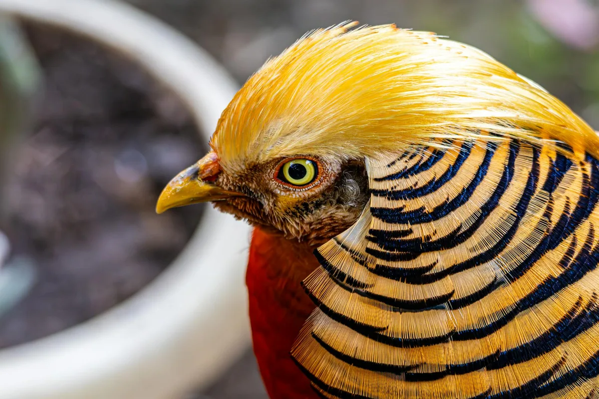 Gros plan d’un Faisan doré au plumage vif montrant la beauté de la nature
