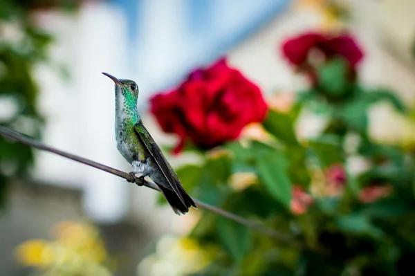 Primo piano di colibrì su cavo tra fiori rossi in Brasile.