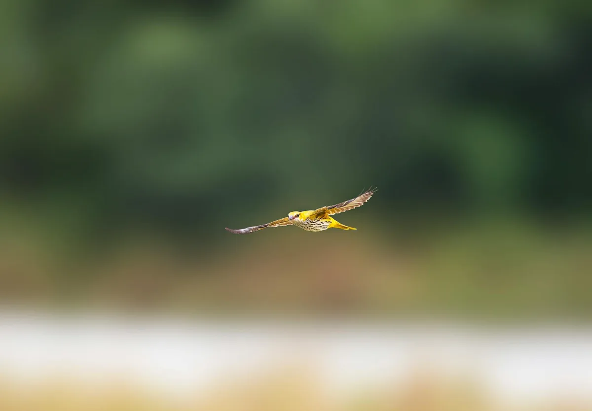Image d'un loriot doré volant, plumes jaunes éclatantes