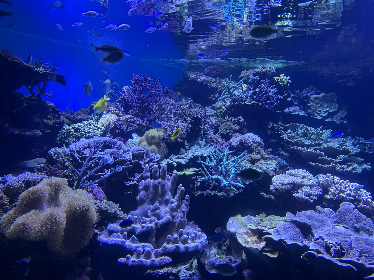 Unterwasser-Korallenriff mit vielfältigem Meeresleben in ruhiger Umgebung