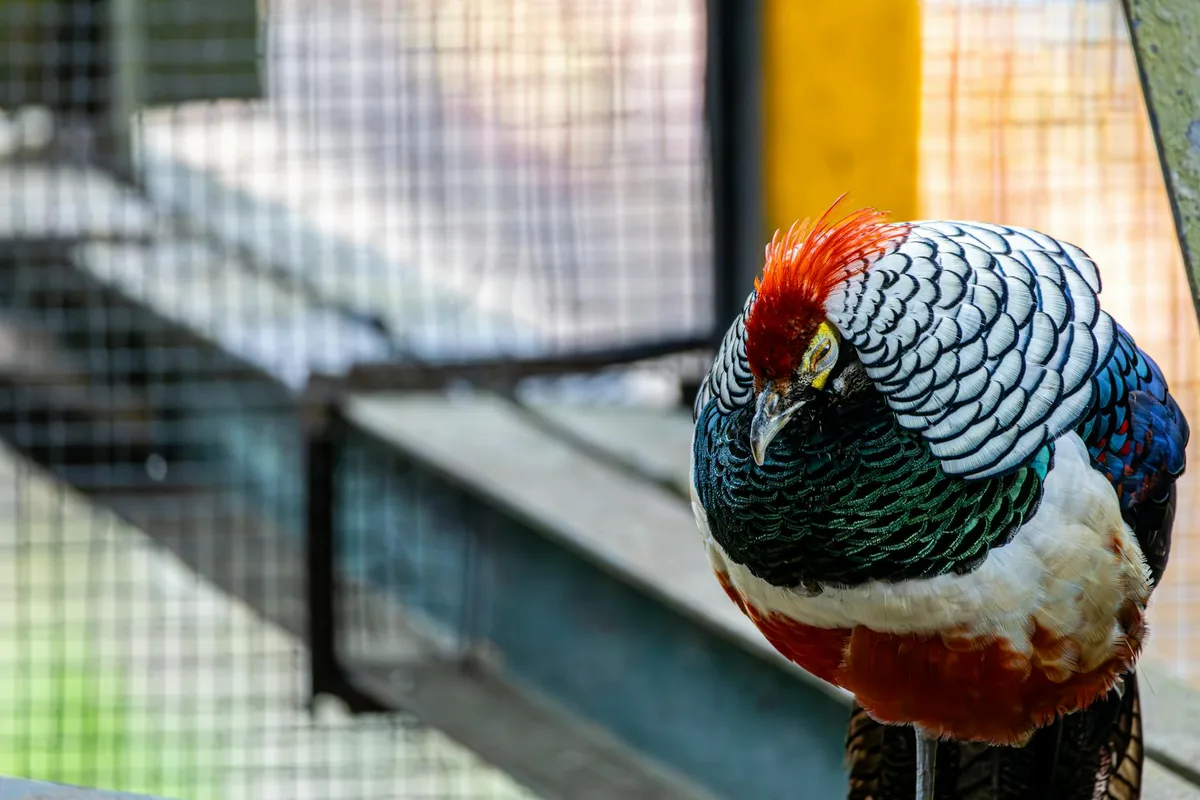 Lebhafter Lady-Amherst-Fasan mit buntem Gefieder im Gehege