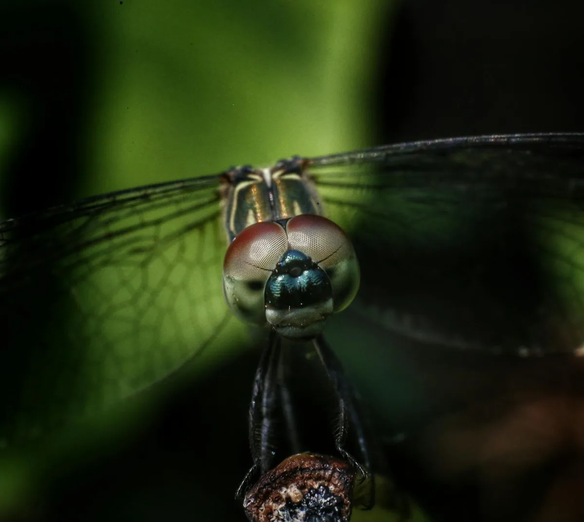 Macro vibrante di libellula con dettagli di occhi e ali.