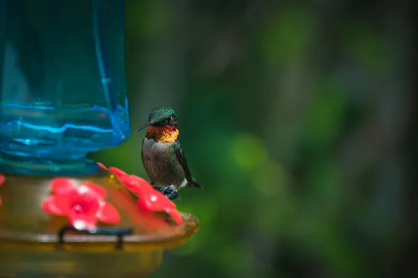 Colibrì gola rubino su mangiatoia colorata, in dettaglio.