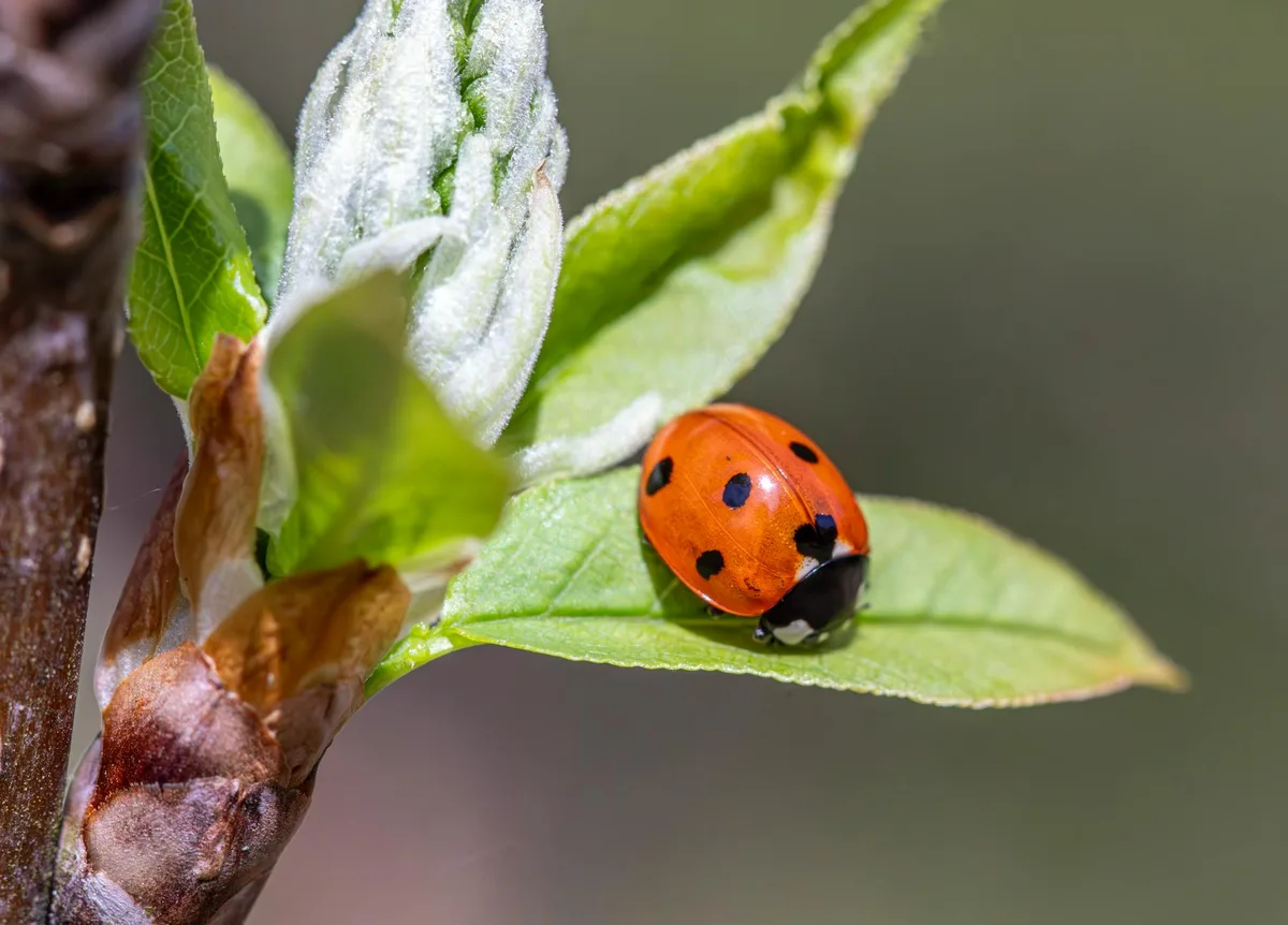 Siebenpunkt-Marienkäfer auf frischem grünen Blatt, ideal für Natur- und Ökologiethemen