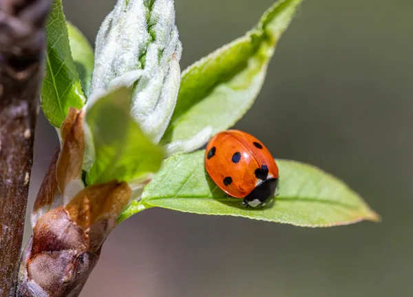 Vibrant seven-spotted ladybug resting on fresh green leaf, perfect for nature and ecology themes.
