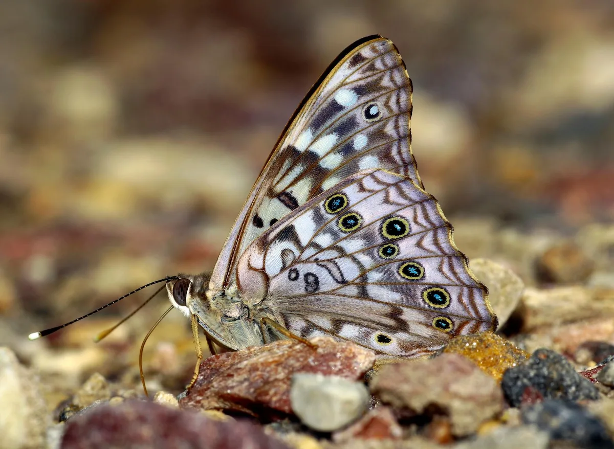 Lebendige Nahaufnahme eines Schmetterlings auf Kieselsteinen mit Flügelmustern