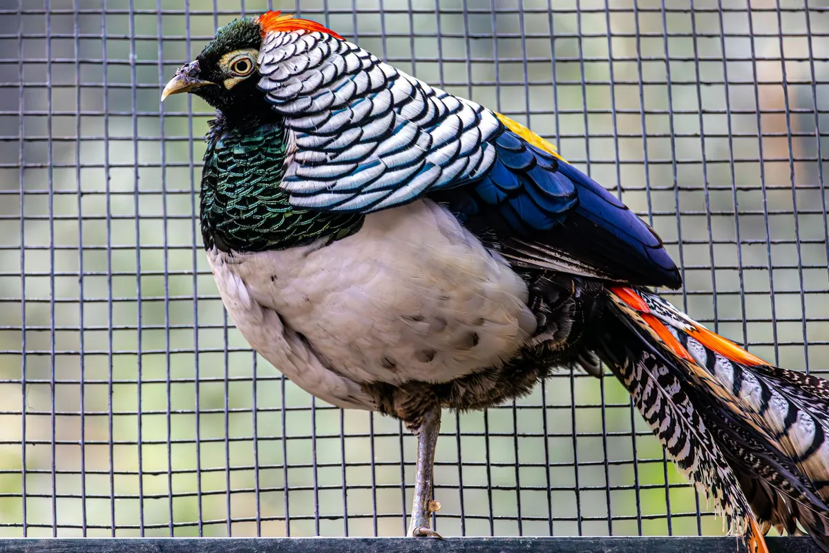 Faisán de Lady Amherst vibrante posado sobre fondo de jaula mostrando plumaje vibrante